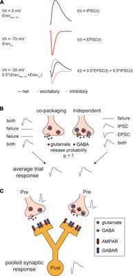 Analytical approaches to examine gamma-aminobutyric acid and glutamate vesicular co-packaging